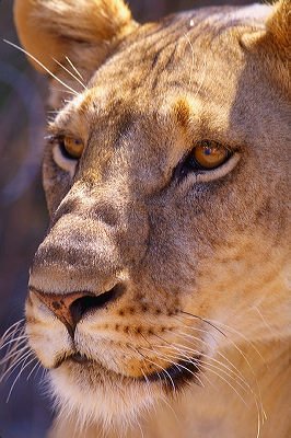 Portrait of a Lioness, Samburu National Park, Kenya © Karl Lehmann
